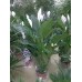 Спатифиллум (Spathiphyllum) d-24 см, h-1,0 м